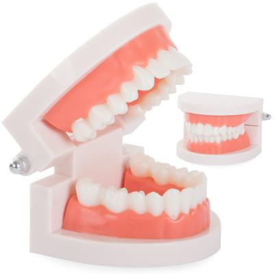 Zubný model čeľuste zubov
